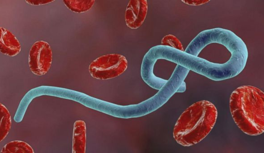 Ebola Virus
