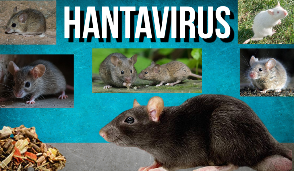 Hantavirus