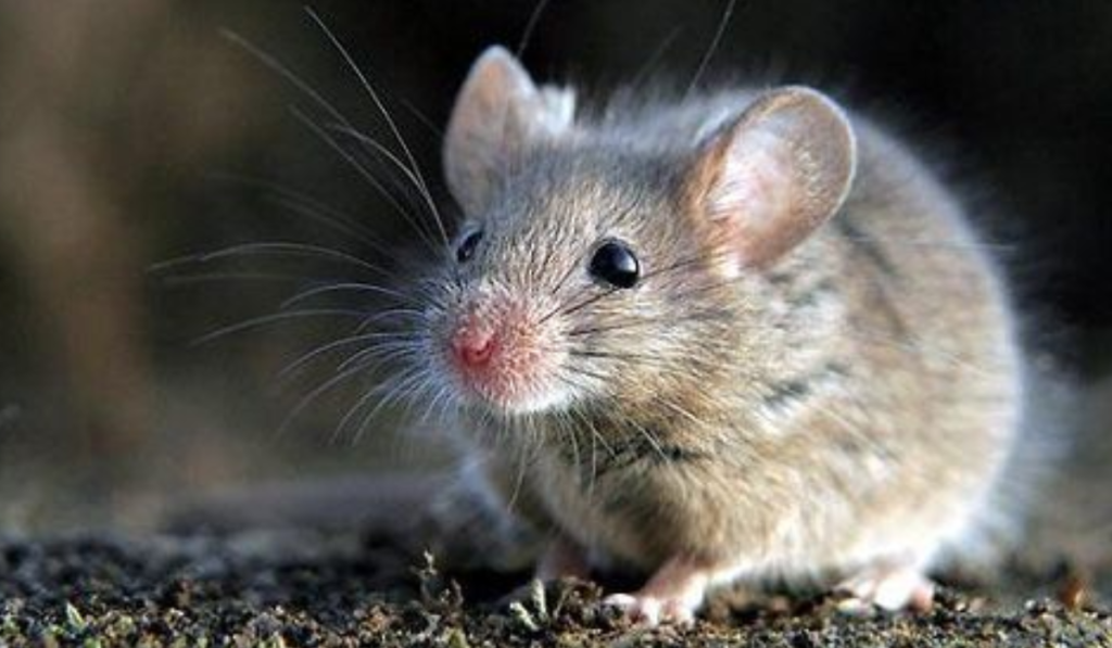 Hantavirus