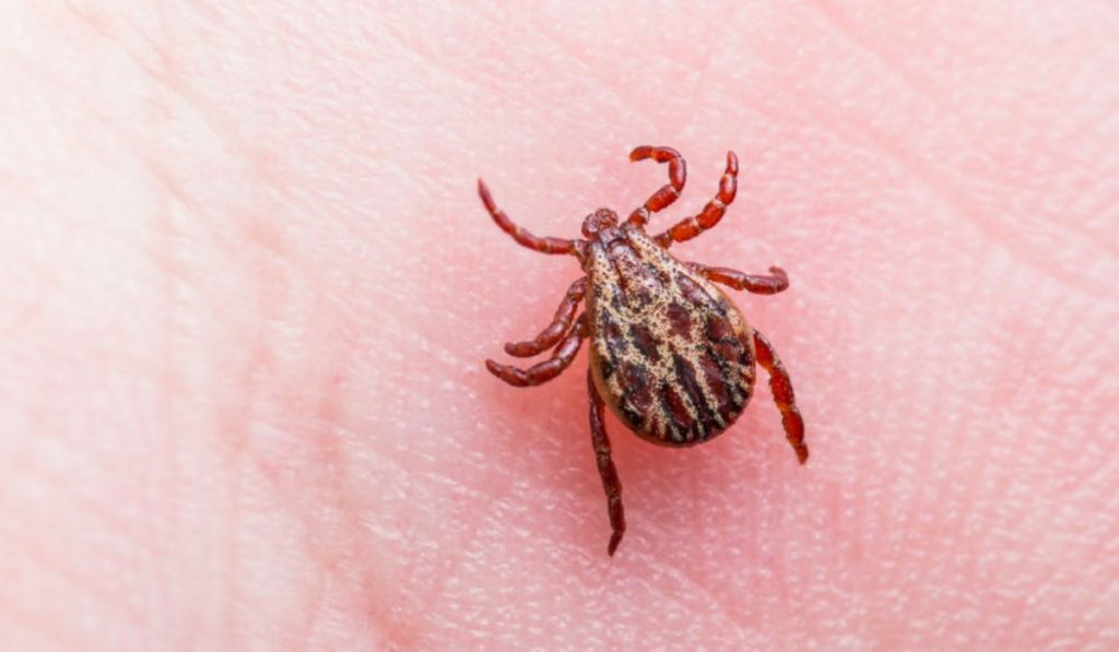 Powassan Virus