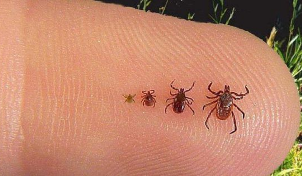 Powassan Virus