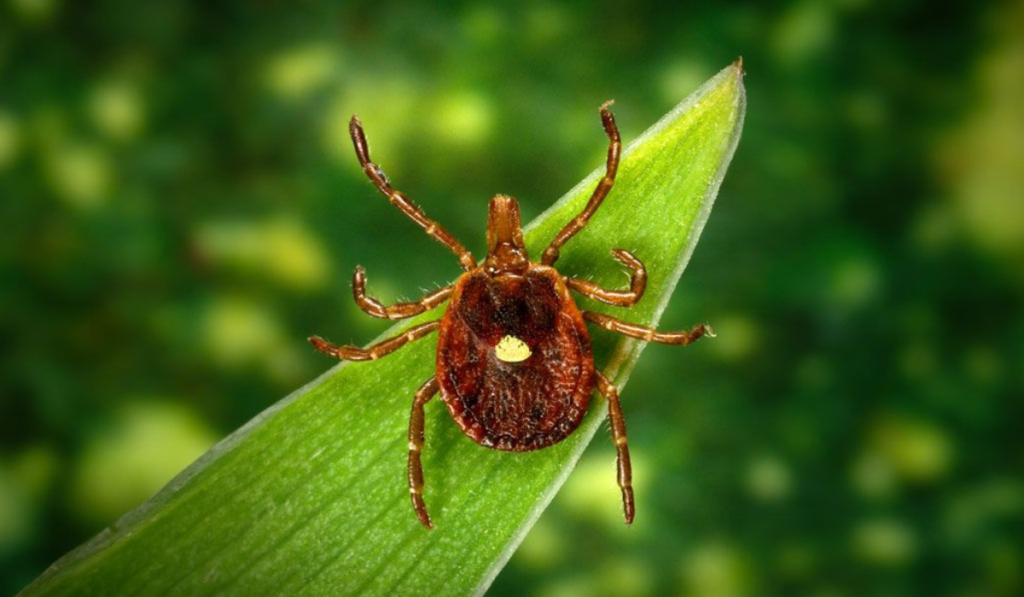 Powassan Virus