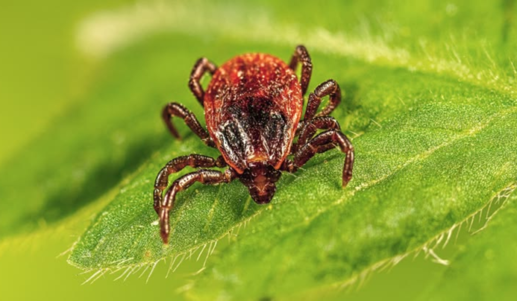 Powassan Virus