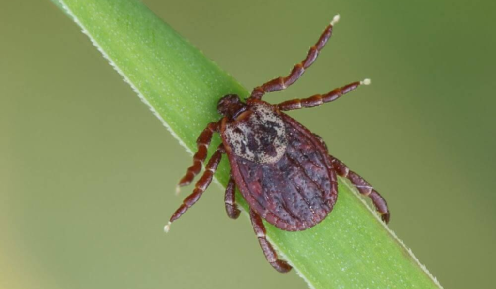 Powassan Virus