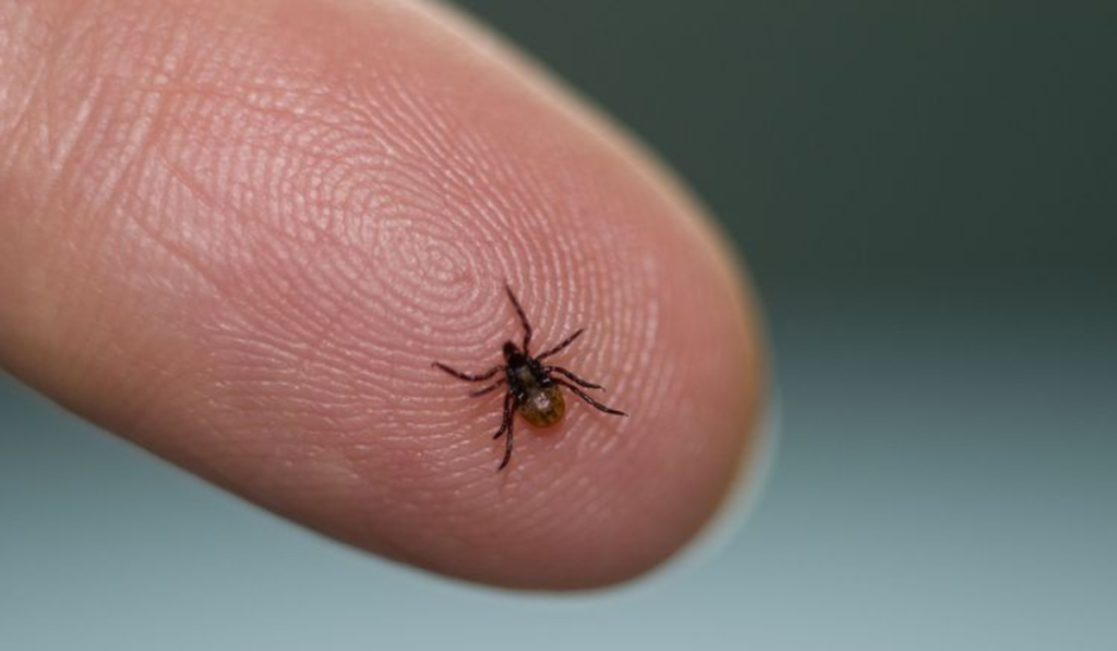 Powassan Virus