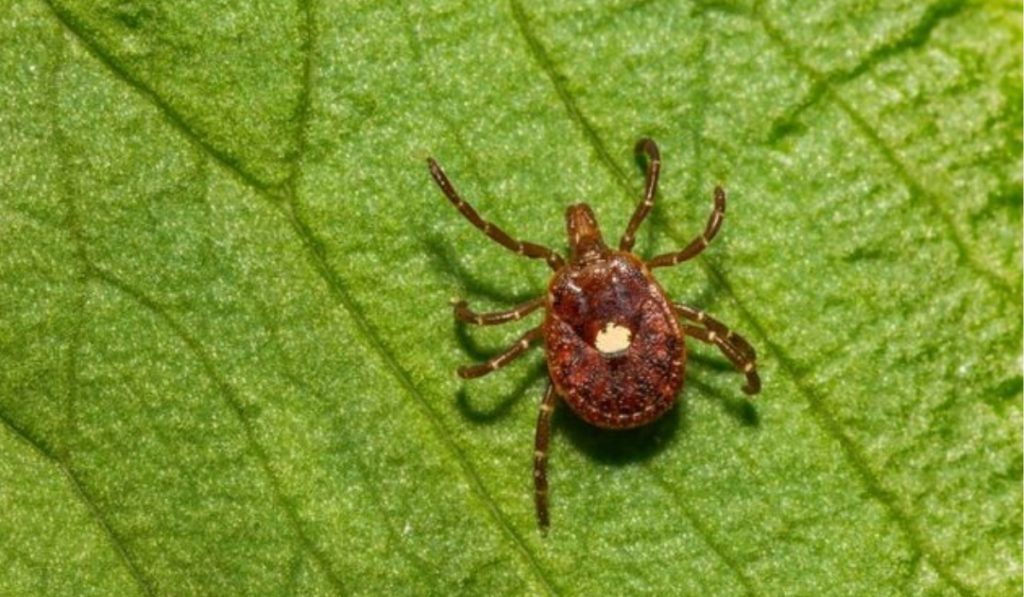Powassan Virus