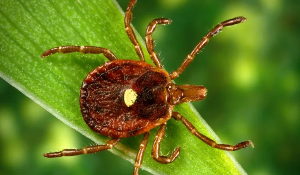 Powassan Virus