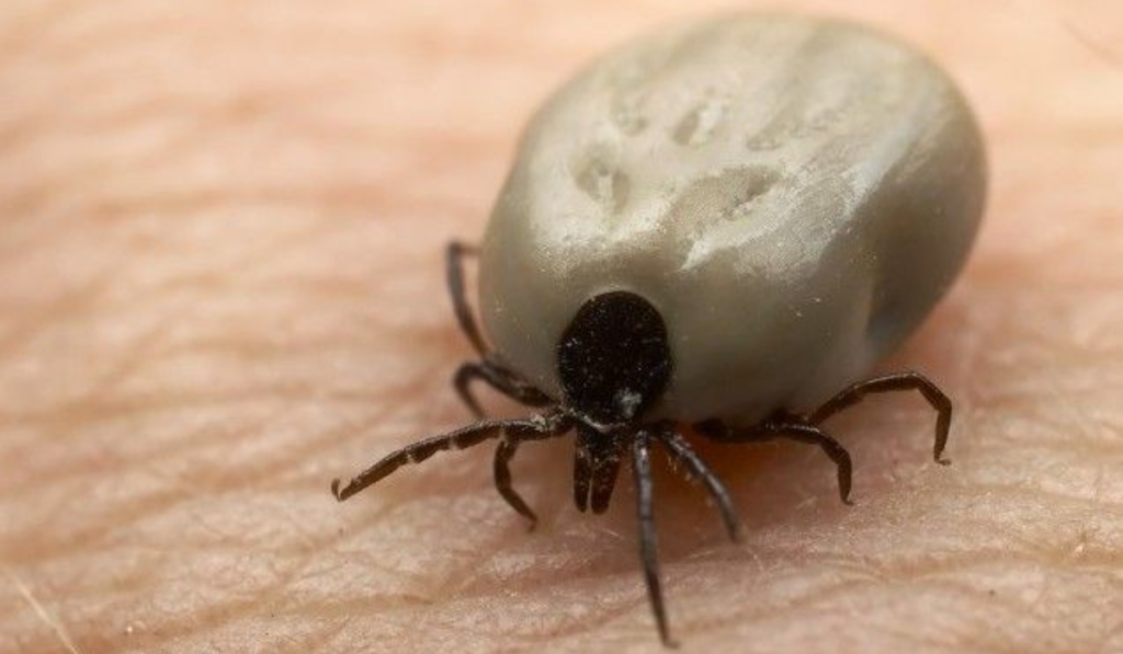 Powassan Virus