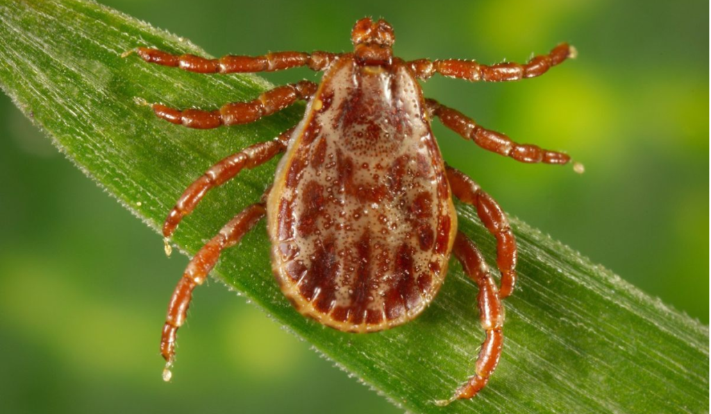 Powassan Virus