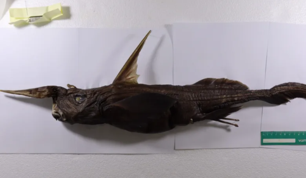 Rhinochimaera Costaricana (Deep-sea Ghost Shark)