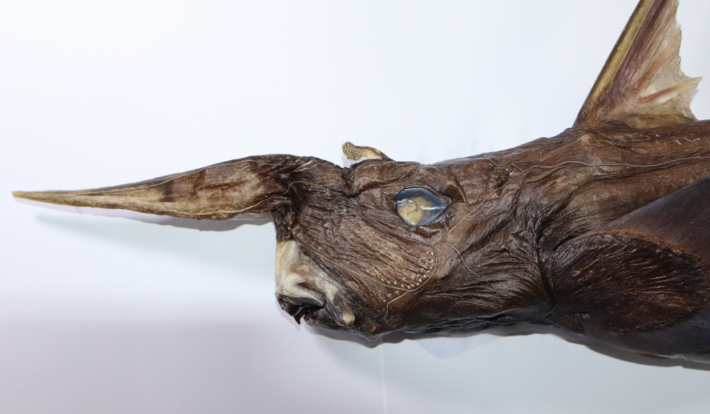 Rhinochimaera Costaricana (Deep-sea Ghost Shark)