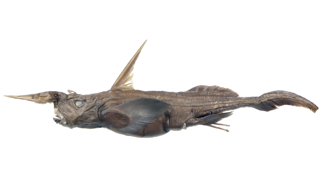 Rhinochimaera Costaricana (Deep-sea Ghost Shark)