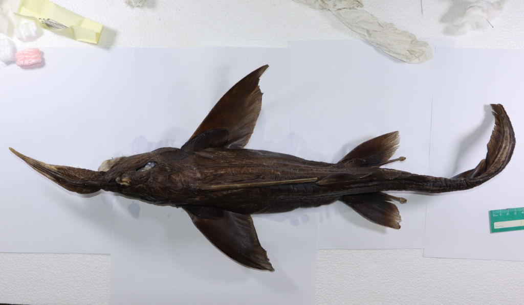 Rhinochimaera Costaricana (Deep-sea Ghost Shark)
