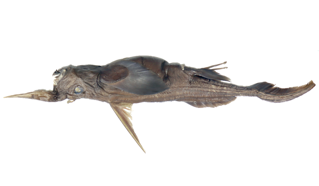 Rhinochimaera Costaricana (Deep-sea Ghost Shark)