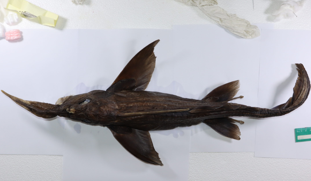 Rhinochimaera Costaricana (Deep-sea Ghost Shark)
