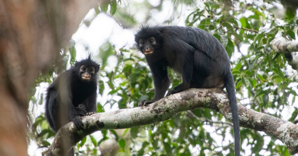 Likweli (Colobus Congoensis)