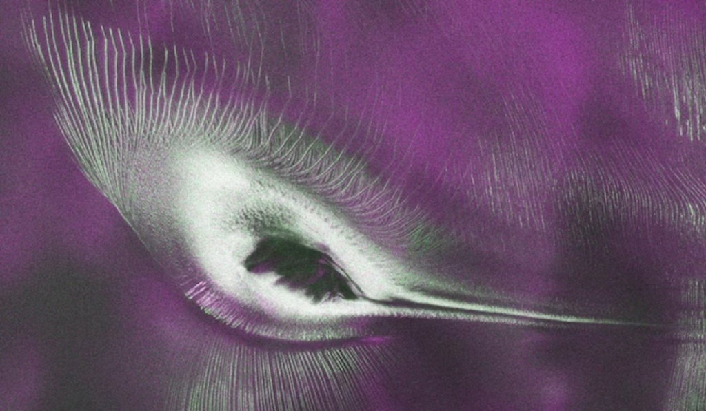 NASA's NISAR Satellite Spots 'Hummingbird' in Antarctica