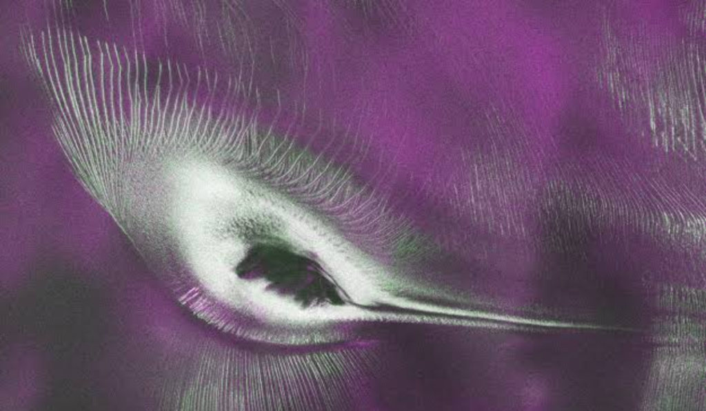 NASA's NISAR Satellite Spots 'Hummingbird' in Antarctica